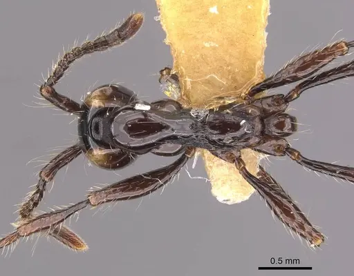 Aenictus huonicus specimen CASENT0905731 image casent0905731_1