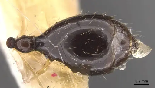 Aenictus huonicus specimen CASENT0905731 image casent0905731_2