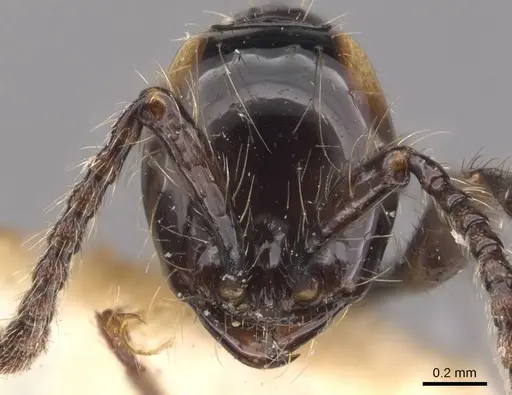 Aenictus huonicus specimen CASENT0905731 image casent0905731_3