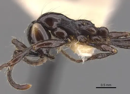Aenictus huonicus specimen CASENT0905731 image casent0905731_4