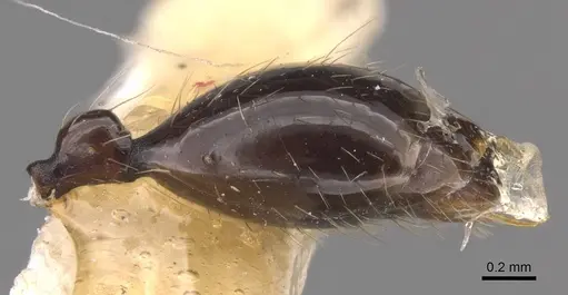 Aenictus huonicus specimen CASENT0905731 image casent0905731_5