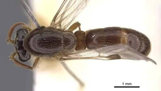 Aenictus icarus specimen CASENT0907007 image casent0907007_1