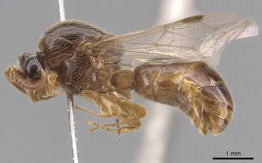 Aenictus icarus specimen CASENT0907007 image casent0907007_3