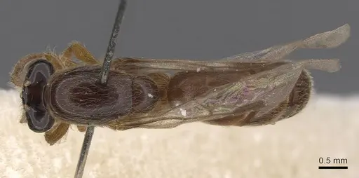 Aenictus icarus specimen CASENT0907008 image casent0907008_1