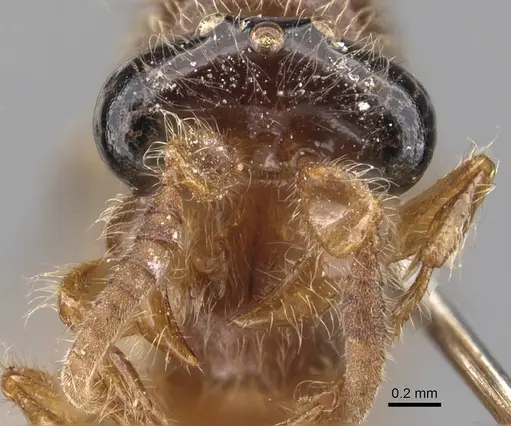 Aenictus icarus specimen CASENT0907008 image casent0907008_2