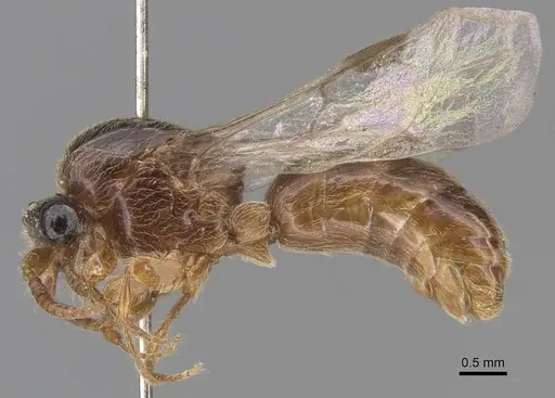 Aenictus icarus specimen CASENT0907008 image casent0907008_3