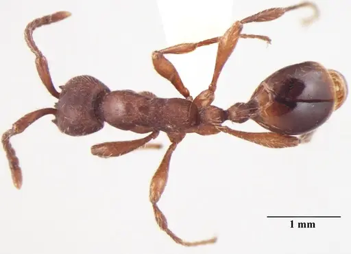 Aenictus indicus specimen ANTWEB1008019 image antweb1008019_1