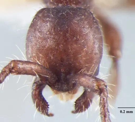 Aenictus indicus specimen ANTWEB1008019 image antweb1008019_2