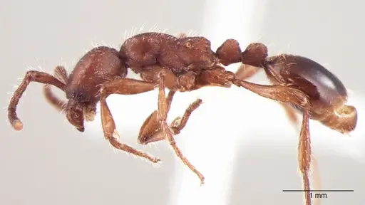 Aenictus indicus specimen ANTWEB1008019 image antweb1008019_3