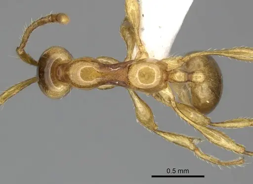 Aenictus inflatus specimen CASENT0249279 image casent0249279_1