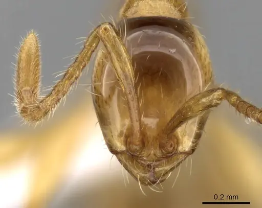 Aenictus inflatus specimen CASENT0249279 image casent0249279_2