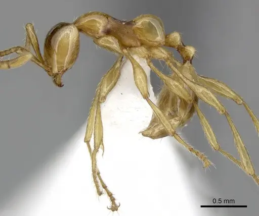 Aenictus inflatus specimen CASENT0249279 image casent0249279_3
