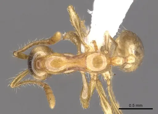 Aenictus inflatus specimen CASENT0902671 image casent0902671_1