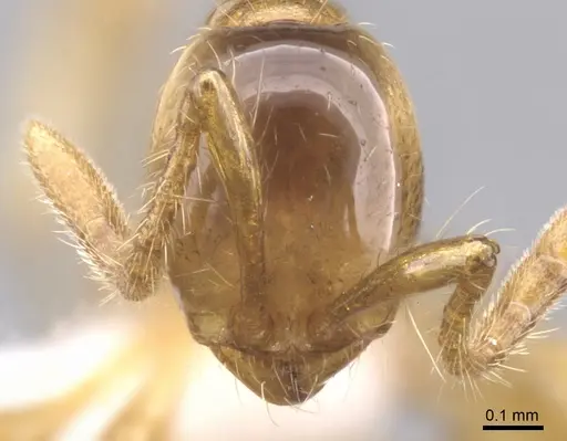 Aenictus inflatus specimen CASENT0902671 image casent0902671_2