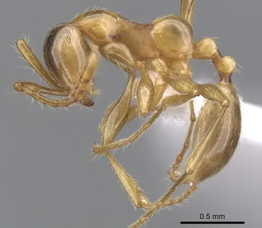 Aenictus inflatus specimen CASENT0902671 image casent0902671_3