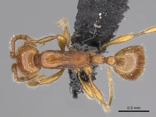 Aenictus jacki specimen CASENT0840036 image casent0840036_1