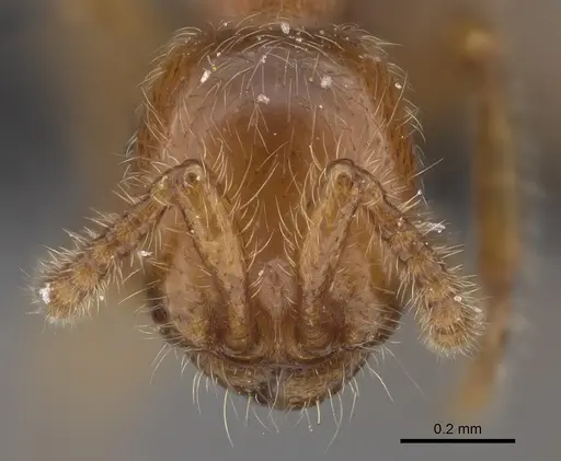 Aenictus jacki specimen CASENT0840036 image casent0840036_2