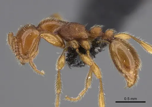 Aenictus jacki specimen CASENT0840036 image casent0840036_3