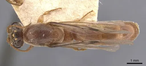 Aenictus jacobsoni specimen CASENT0907006 image casent0907006_1
