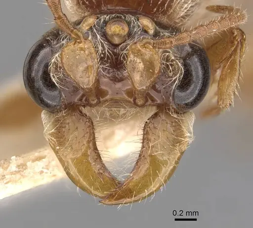 Aenictus jacobsoni specimen CASENT0907006 image casent0907006_2