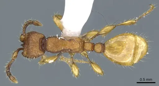 Aenictus jarujini specimen CASENT0905889 image casent0905889_1