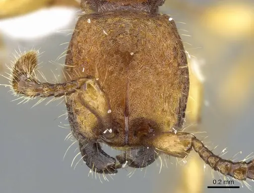 Aenictus jarujini specimen CASENT0905889 image casent0905889_2