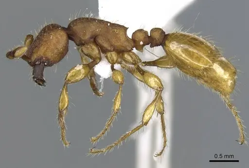 Aenictus jarujini specimen CASENT0905889 image casent0905889_3