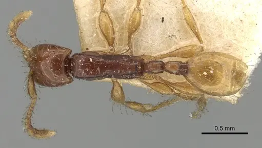 Aenictus javanus specimen CASENT0281960 image casent0281960_1