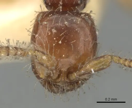 Aenictus javanus specimen CASENT0281960 image casent0281960_2