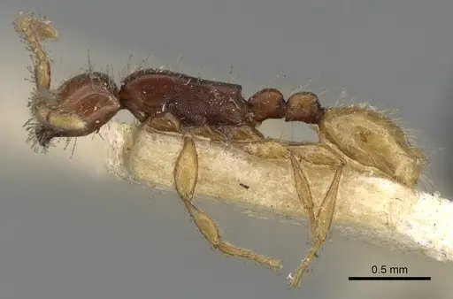 Aenictus javanus specimen CASENT0281960 image casent0281960_3