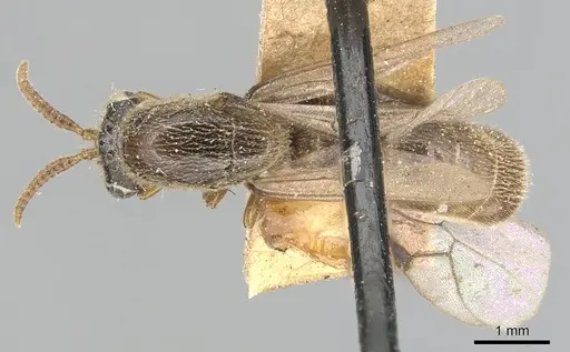 Aenictus javanus specimen CASENT0903752 image casent0903752_1