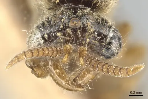 Aenictus javanus specimen CASENT0903752 image casent0903752_2