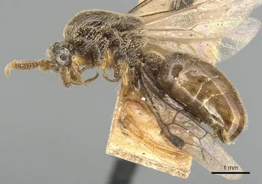 Aenictus javanus specimen CASENT0903752 image casent0903752_3
