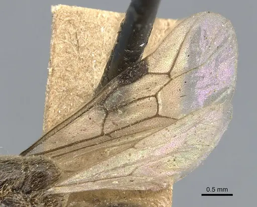 Aenictus javanus specimen CASENT0903752 image casent0903752_4