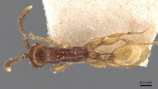 Aenictus javanus specimen CASENT0907005 image casent0907005_1