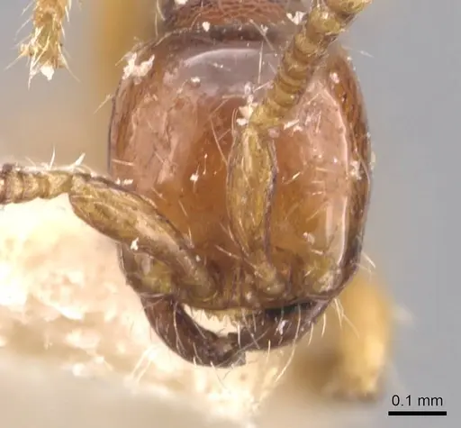 Aenictus javanus specimen CASENT0907005 image casent0907005_2