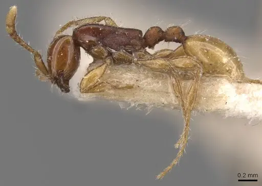 Aenictus javanus specimen CASENT0907005 image casent0907005_3