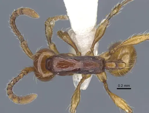 Aenictus jawadwipa specimen CASENT0917239 image casent0917239_1