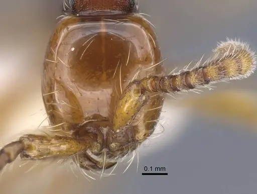 Aenictus jawadwipa specimen CASENT0917239 image casent0917239_2