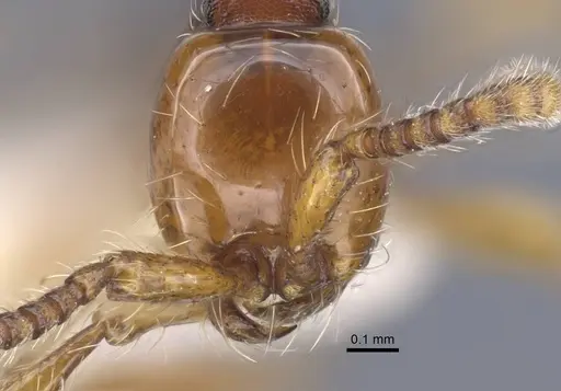 Aenictus jawadwipa specimen CASENT0917239 image casent0917239_3