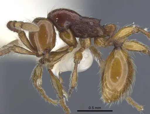 Aenictus jawadwipa specimen CASENT0917239 image casent0917239_4