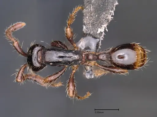 Aenictus kadalarensis specimen ANTWEB1060648 image antweb1060648_1