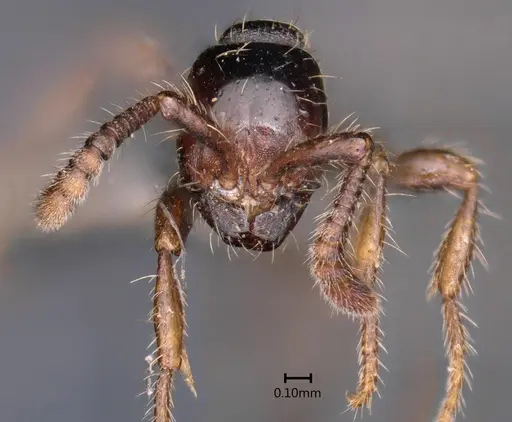 Aenictus kadalarensis specimen ANTWEB1060648 image antweb1060648_2
