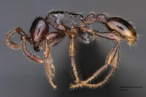 Aenictus kadalarensis specimen ANTWEB1060648 image antweb1060648_3