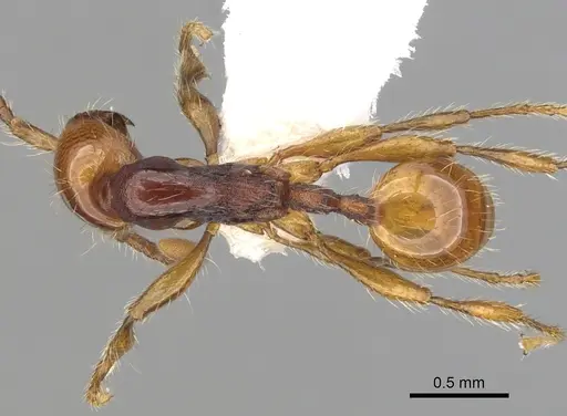 Aenictus khaoyaiensis specimen CASENT0249271 image casent0249271_1