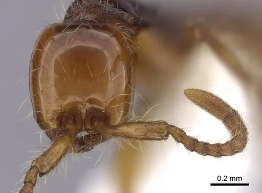 Aenictus khaoyaiensis specimen CASENT0249271 image casent0249271_2