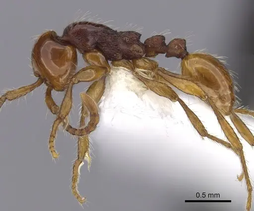 Aenictus khaoyaiensis specimen CASENT0249271 image casent0249271_3