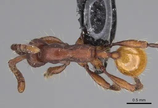 Aenictus koloi specimen KGCOL00552 image kgcol00552_1