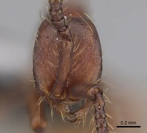 Aenictus koloi specimen KGCOL00552 image kgcol00552_2