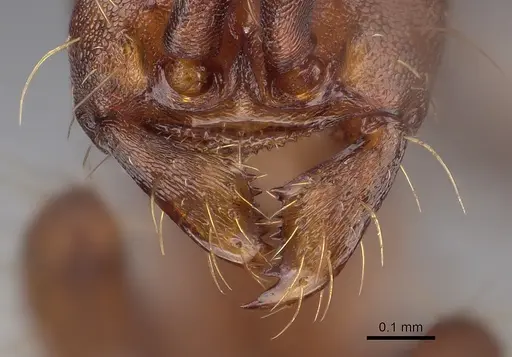 Aenictus koloi specimen KGCOL00552 image kgcol00552_3